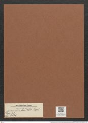 Surirella limosa Bail. (de-Toni-Nr.: Genus 53, Species 2269) Zeichnungen Sammlung Grunow Mappe 02477 (Herbarium_W_Grunow_drawings_Folder_02477)
